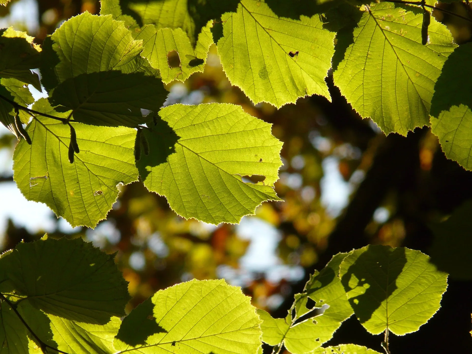 American Hazelnut - Corylus americana