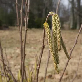 American Hazelnut - Corylus americana