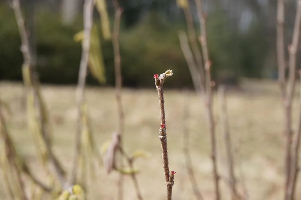American Hazelnut - Corylus americana