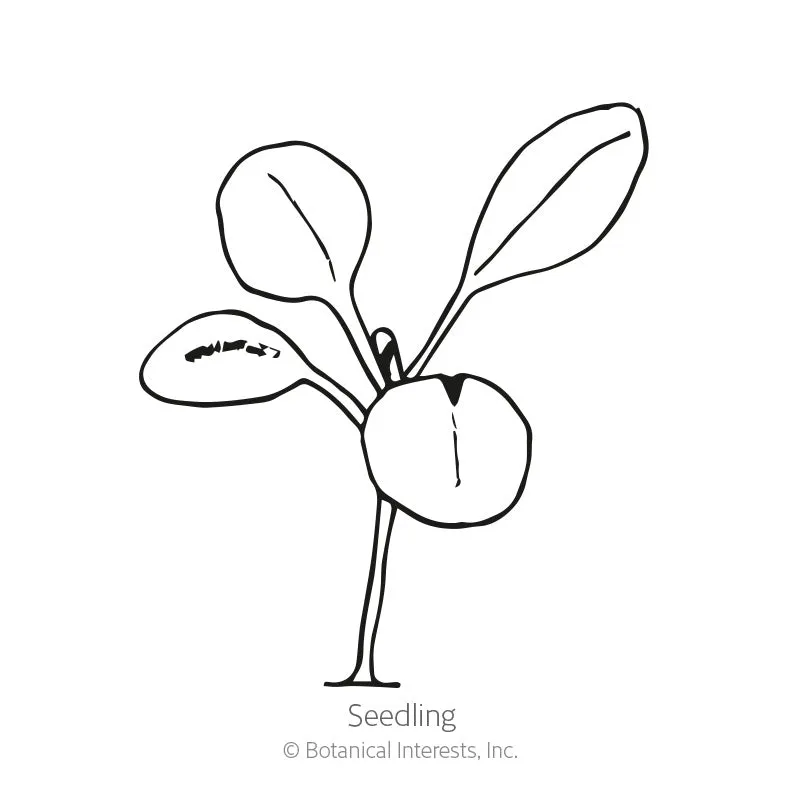Candy Stevia Seeds