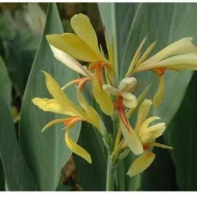 Canna 'Paton' Yellow Orange Center (Bare Root)