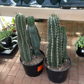 Cereus Peruvianus Cactus