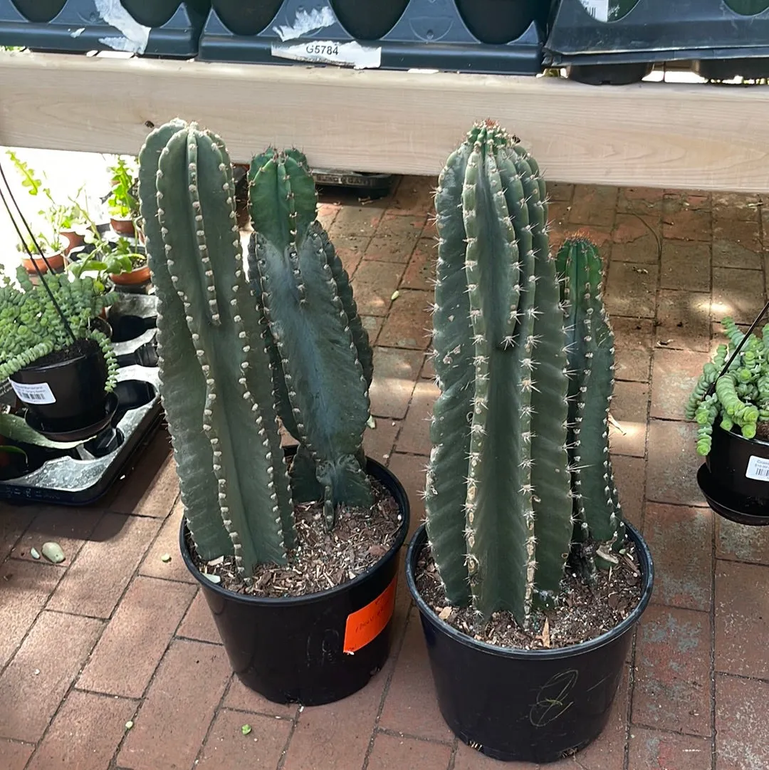 Cereus Peruvianus Cactus