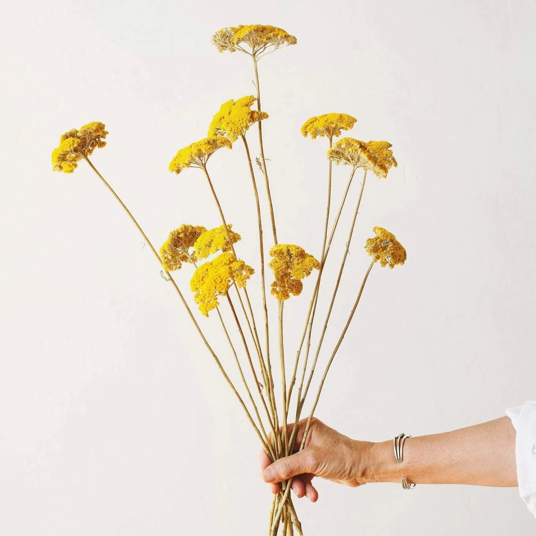 Dried Flowers - Yellow Yarrow
