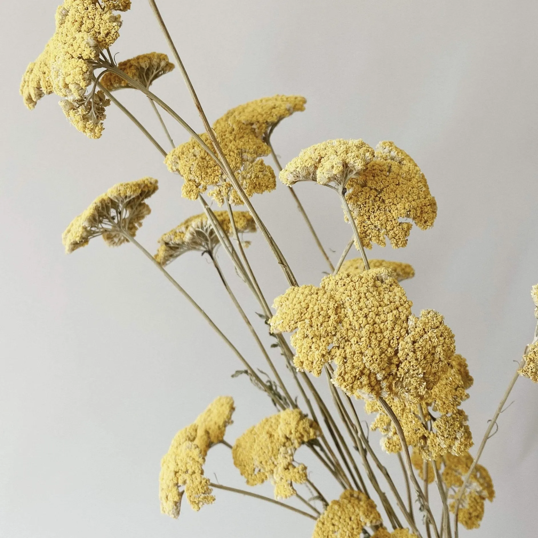 Dried Flowers - Yellow Yarrow