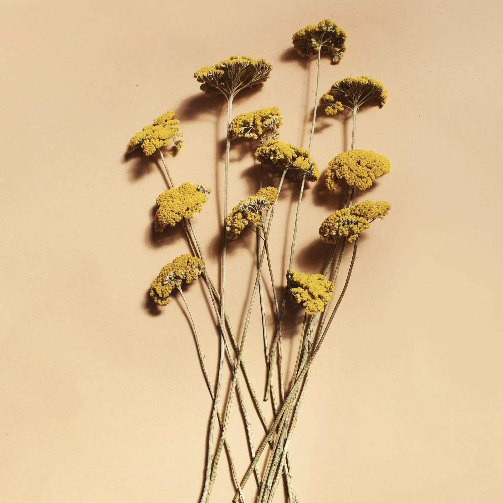 Dried Flowers - Yellow Yarrow