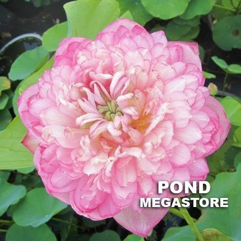 Duplicate Pink Lotus <br> Tall / Heavenly, Large Blooms!