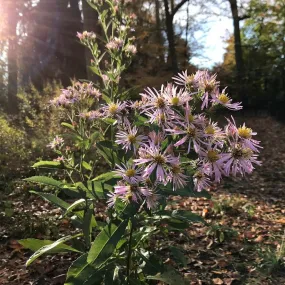 Elliott's Aster - Symphyotrichum elliottii