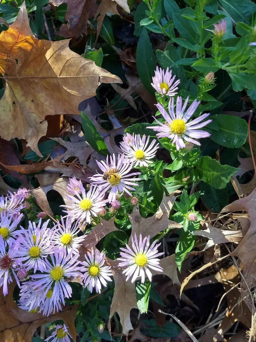 Elliott's Aster - Symphyotrichum elliottii