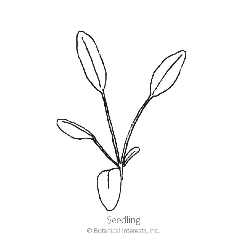 Incredible! Swirl Coreopsis Seeds