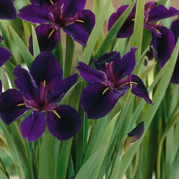 Iris 'Black Gamecock'