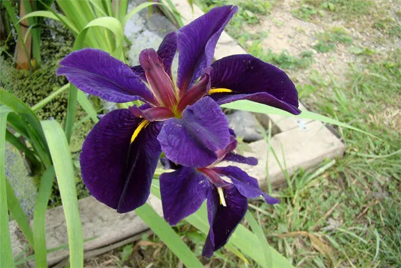 Iris 'Black Gamecock'