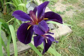 Iris 'Black Gamecock'