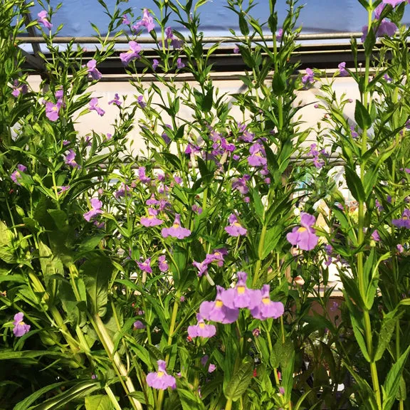 Lavender Musk