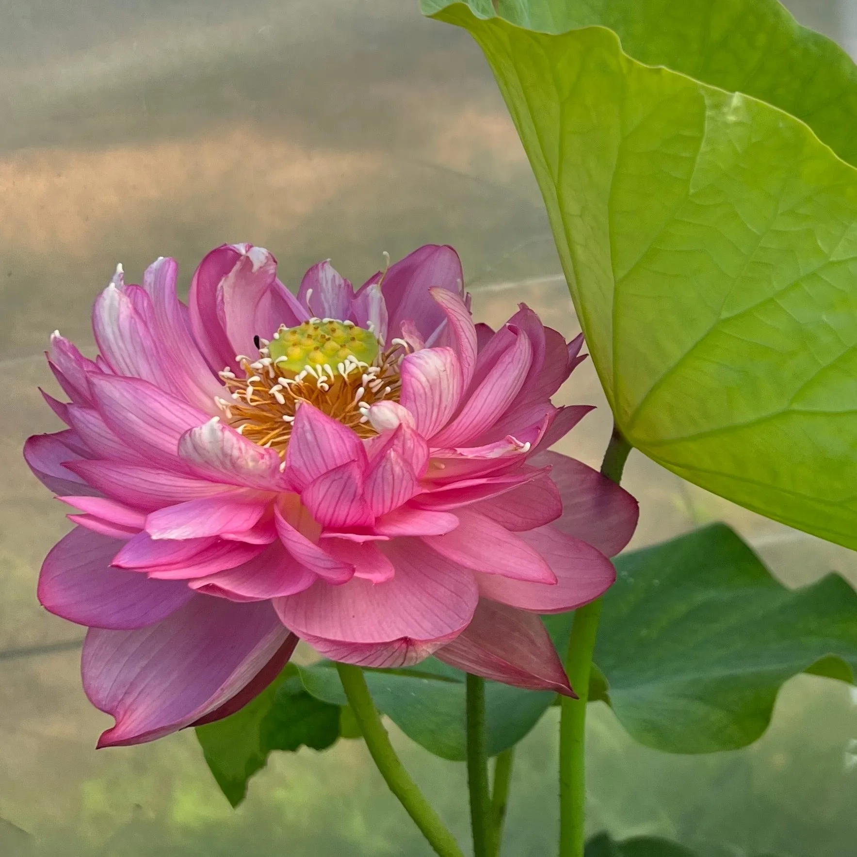 Outstanding Talent Lotus <br Marvelous color and shape!