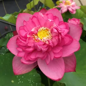 Outstanding Talent Lotus <br Marvelous color and shape!