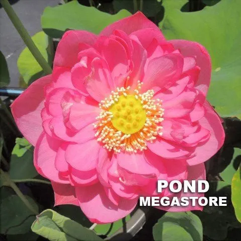 Outstanding Talent Lotus <br Marvelous color and shape!