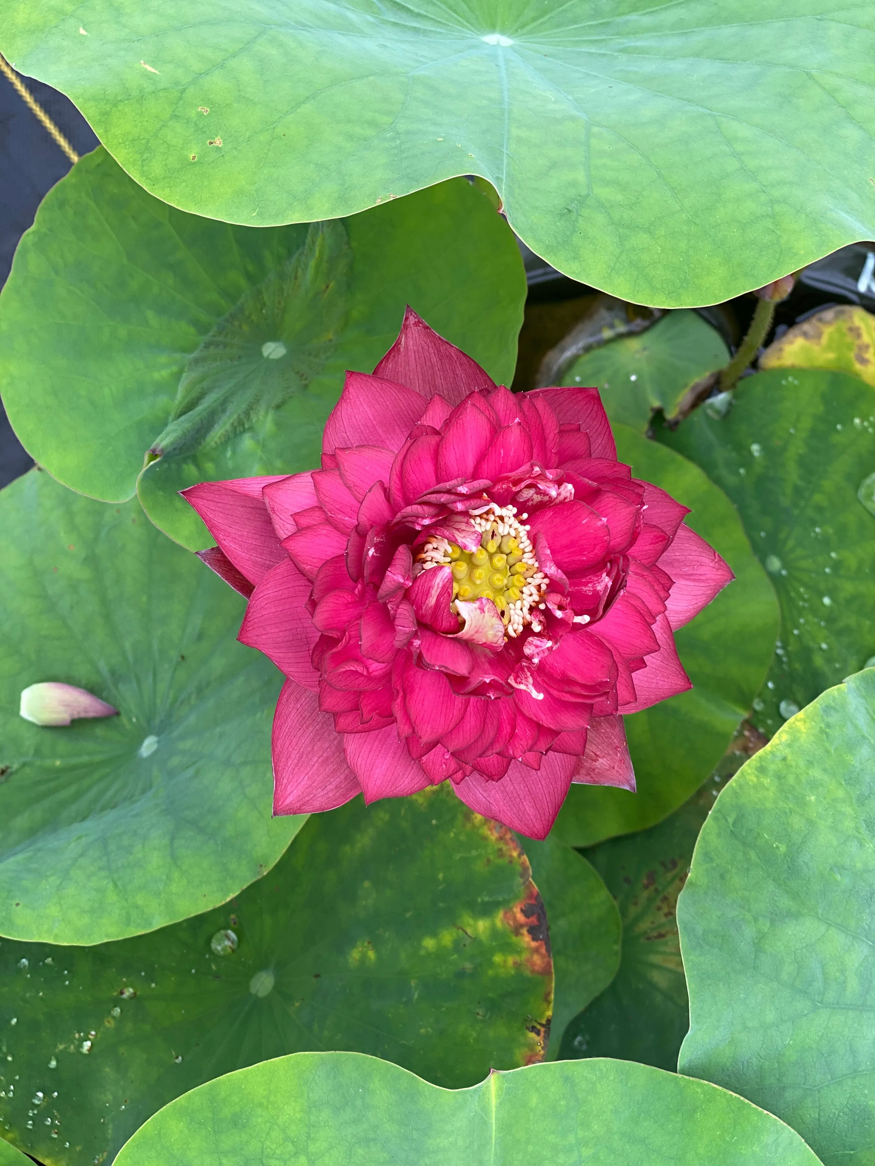 Red Symphony Lotus  <br>  Lush full flowers!