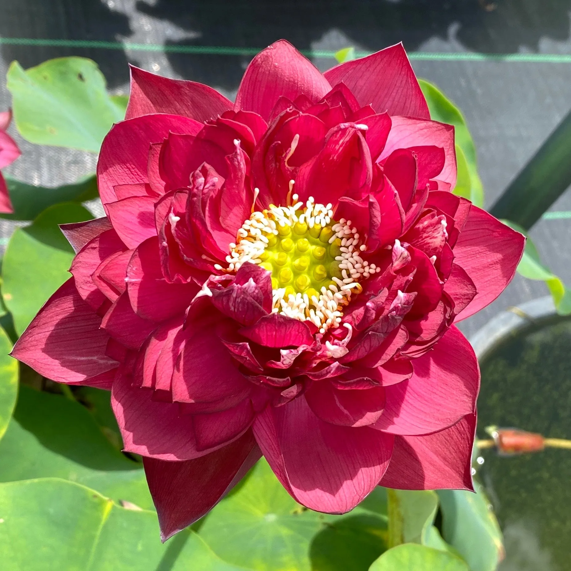 Red Symphony Lotus  <br>  Lush full flowers!