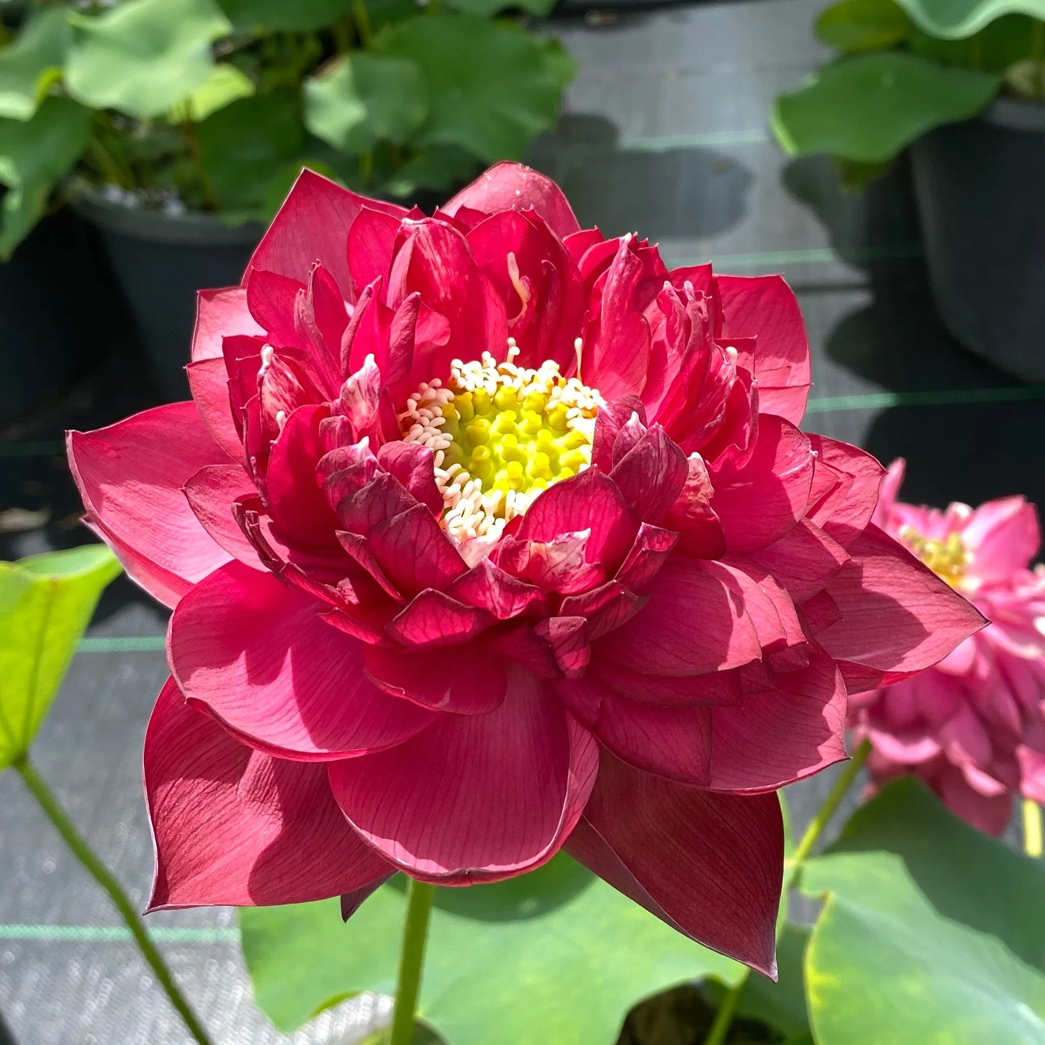 Red Symphony Lotus  <br>  Lush full flowers!