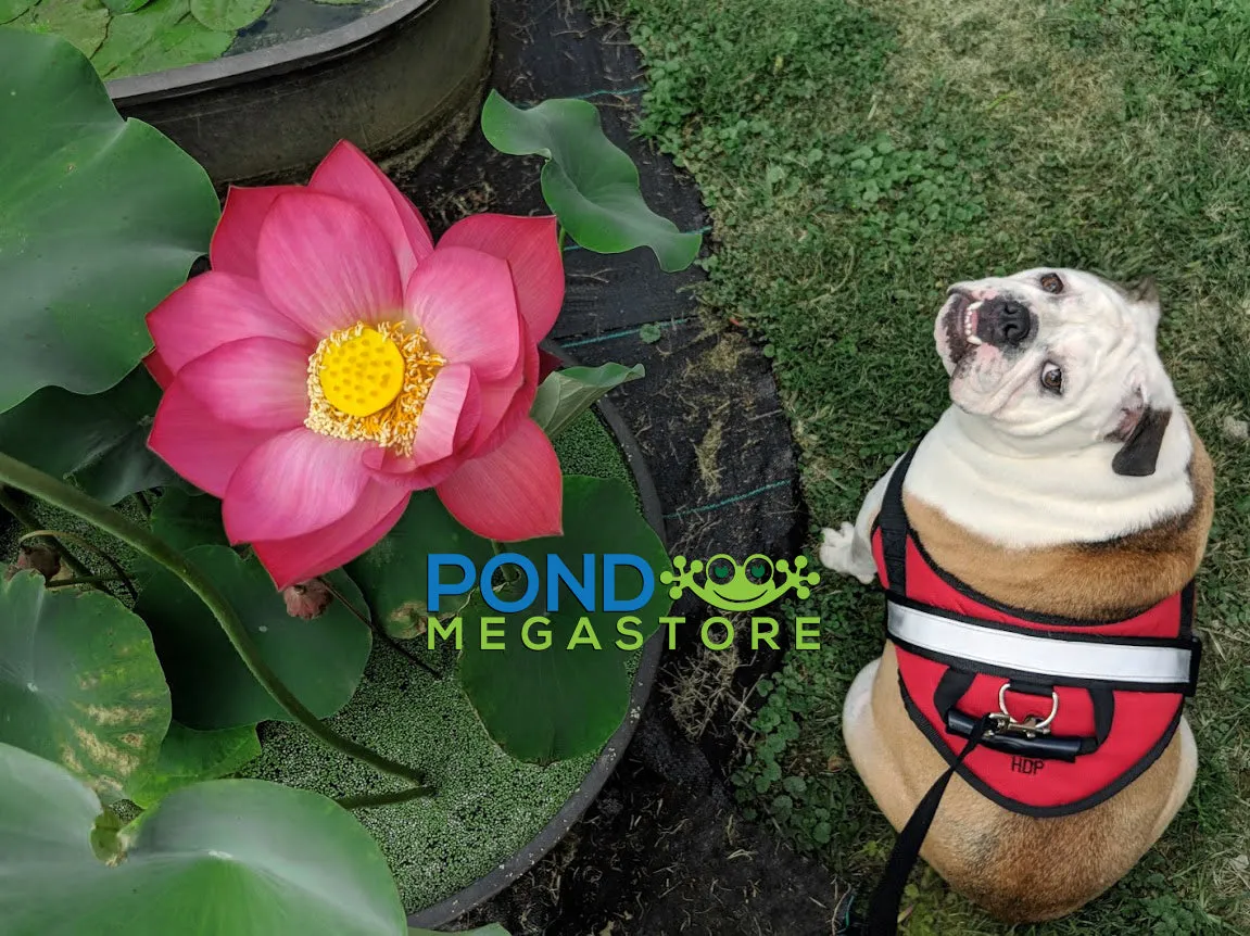Shoot Fire Lotus  <br>  Beautiful color, beautiful flowers, beautiful seed pods!