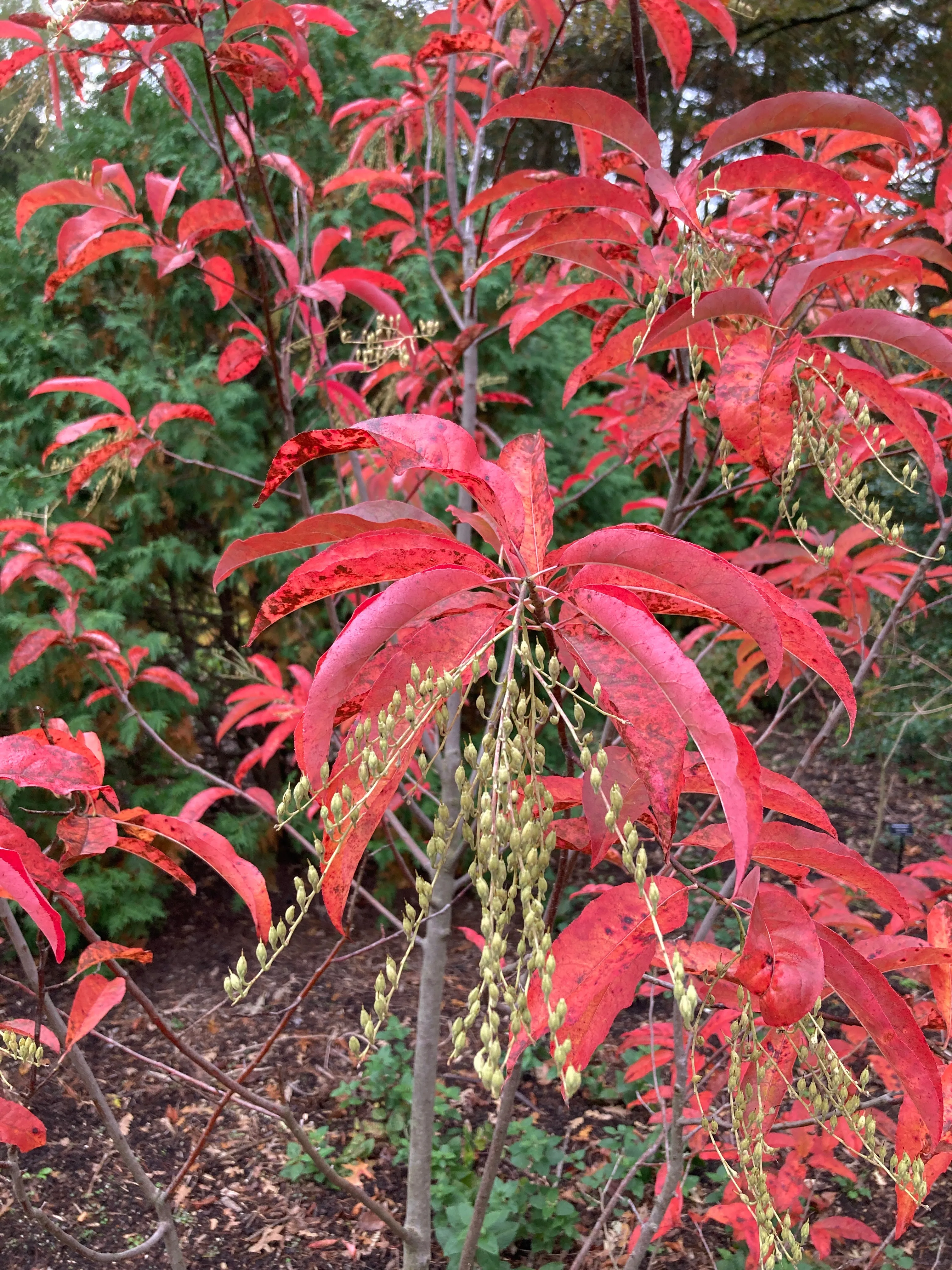 Sourwood - Oxydendrum arborerum