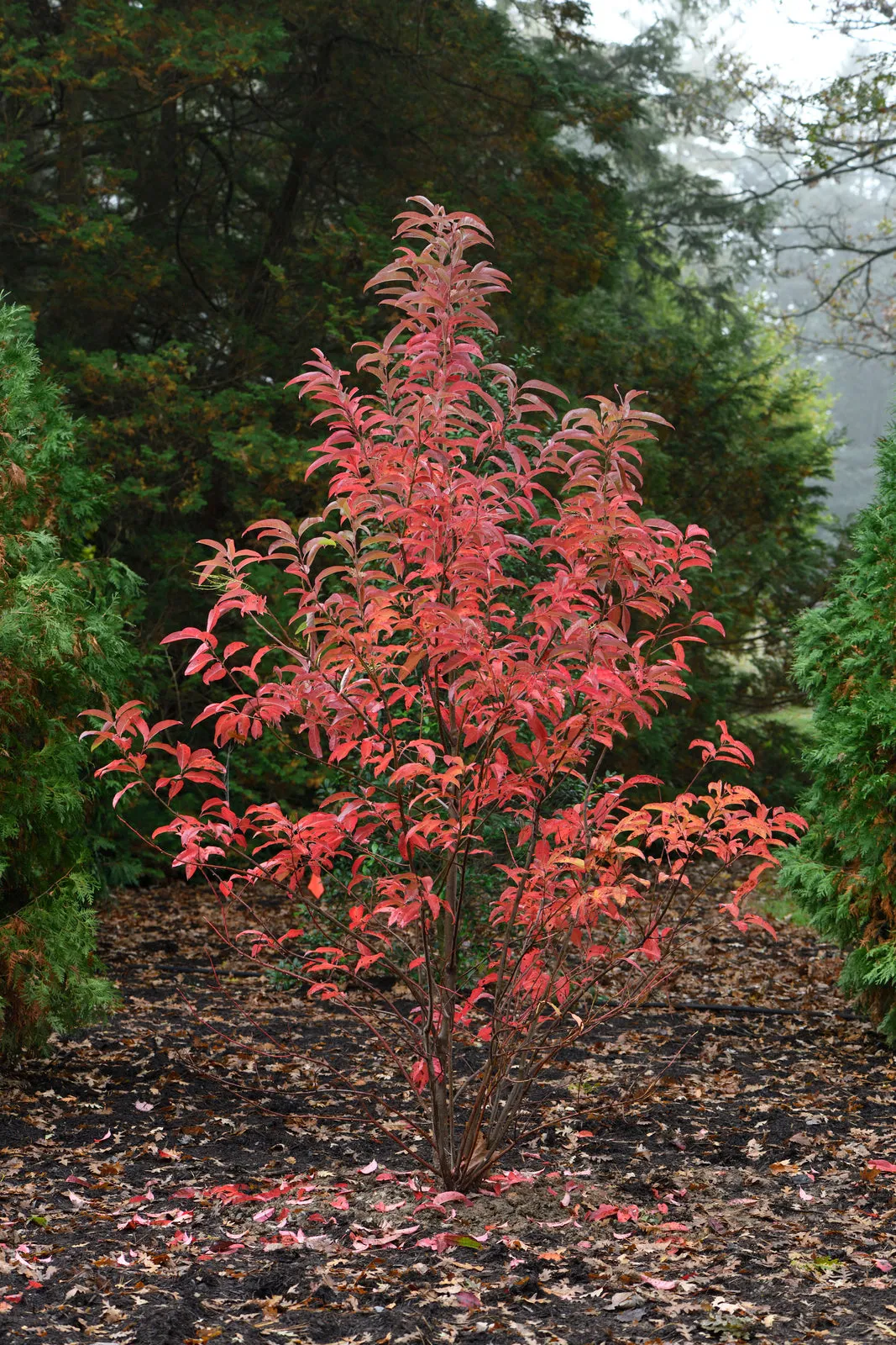Sourwood - Oxydendrum arborerum