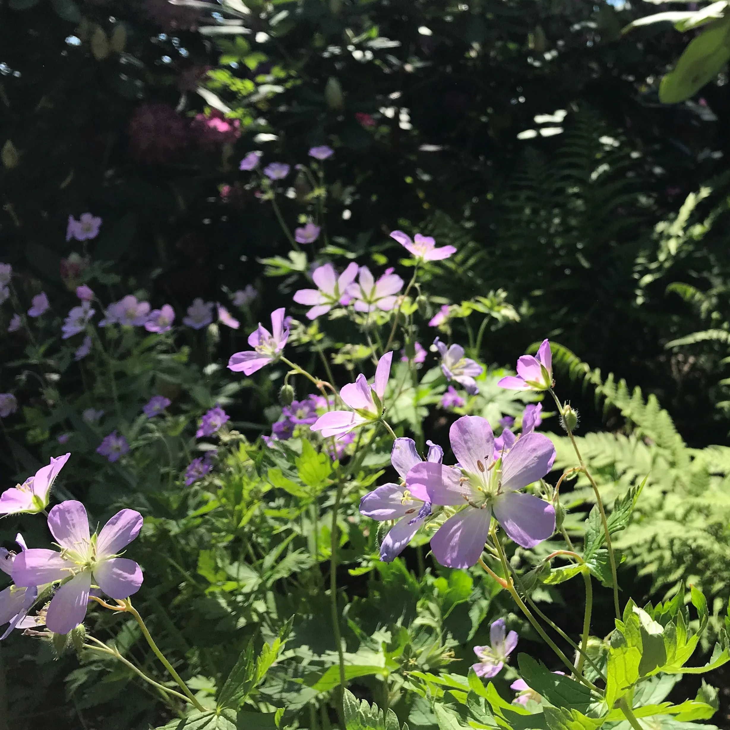 Spotted Geranium - Geranium maculatum