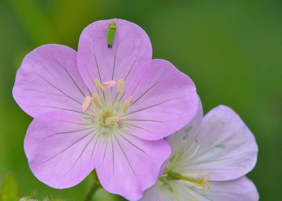 Spotted Geranium - Geranium maculatum