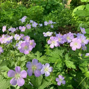 Spotted Geranium - Geranium maculatum