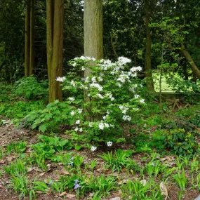 Sweet Azalea - Rhododendron arborescens var. georgiana